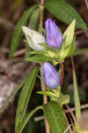 Catesby's gentian